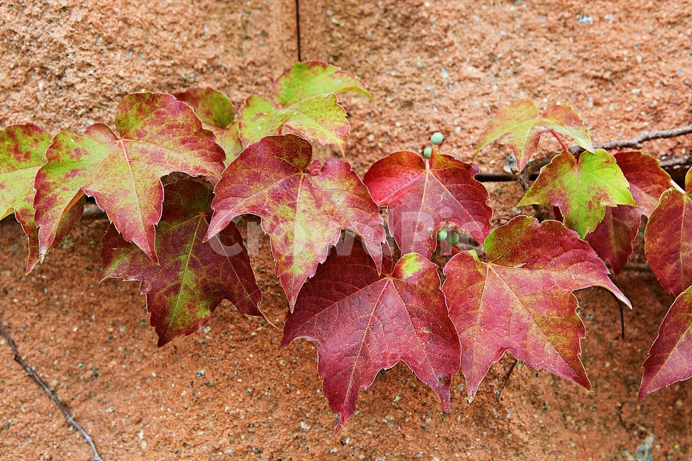 단풍,붉은색,색감,색깔,식물,자연,넝쿨식물,잎,가을,계절,fall,autumn,season,식물,자연,plants,nature,leaf,plant,tree,나무
