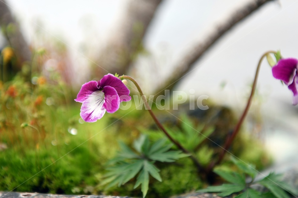 식물,꽃,감성사진,자연,flower,꽃사진,봄,봄꽃,계절,감성,4월,spring,힐링,자연풍경,풍경,봄,계절,spring,season,식물,자연,plants,nature,꽃,flower,geranium,제라늄,plant,blossom