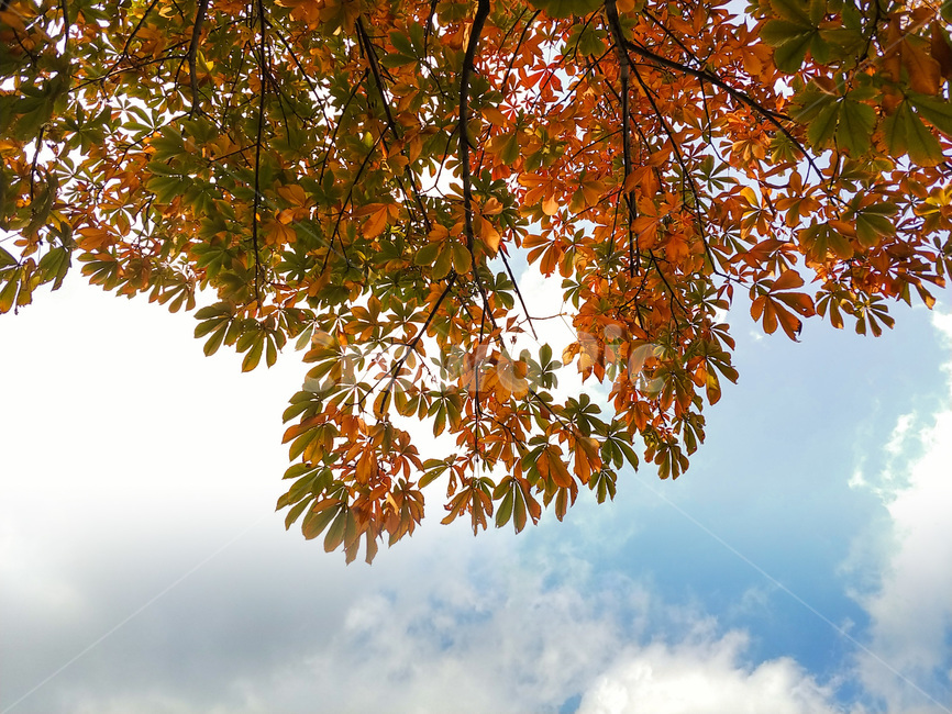 plant,식물,leaf,잎,tree,나무,가을,가을,계절,fall,autumn,season,식물,자연,plants,nature,나무,trees,wood