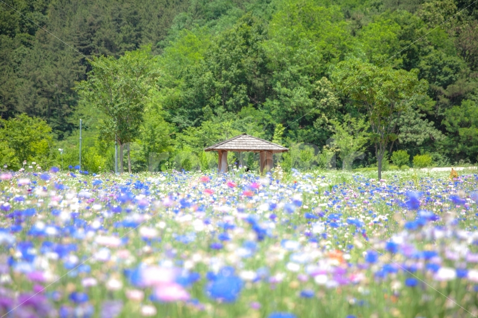 ecological park,Scenery with a hut,hut,Jeonju Flower Garden,Cornflower Pin Landscape,No people,out of focus,picture,White space,domestic,korea,nursery,Hodonggol Ecological Park,background,refreshing,sight,cornflower,land mark,Wallpapers,high resolution,Su