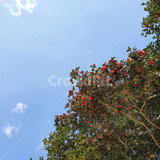 동백,동백나무,동백꽃,봄,꽃,plant,식물,leaf,잎