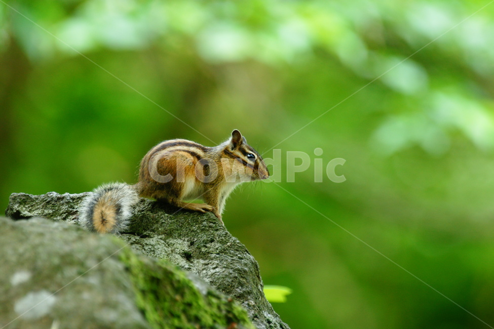 다람쥐,동물,숲,귀요미,환경,동물,animal,포유류,mammal