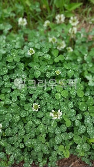 클로버,토끼풀,잡초,clover,들꽃,plant,식물,세잎클로버,클로버꽃,토끼풀꽃