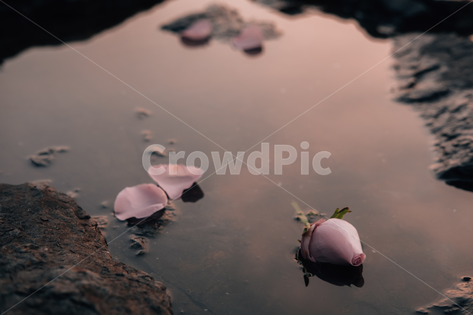 plant,식물,꽃,분홍,감성,장미,flower,감성,sensible,feeling