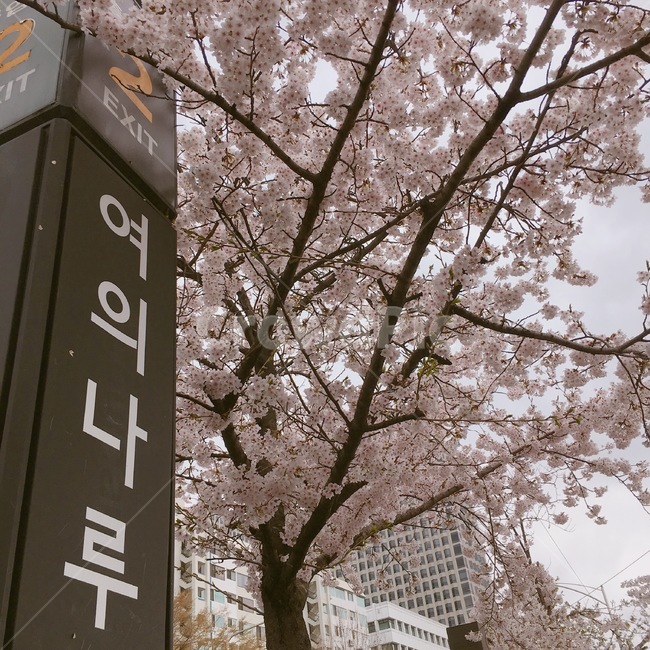 벚꽃,flower,plant,식물,blossom,cherryblossom,꽃,여의나루,봄,spring
