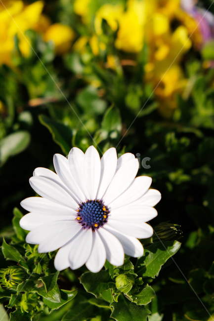 봄꽃,꽃배경,beautiful,blooming,flowerbackground,garden,green,leaf,nature,outfocus,park,season,spring,분홍색꽃,노란꽃,식물,자연,plants,nature,꽃,flower