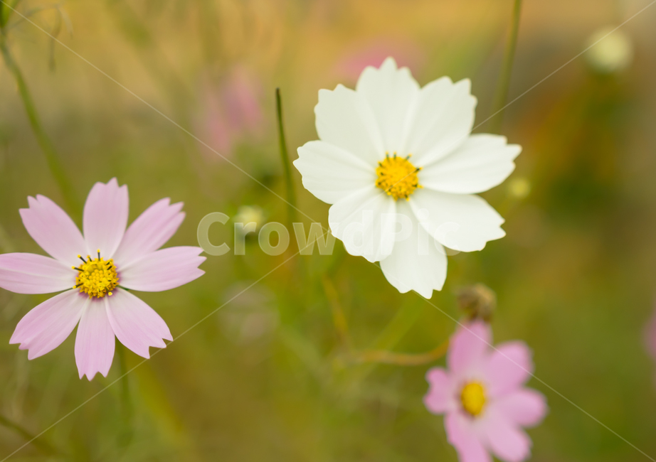 코스모스,가을,꽃,감성사진,보케,계절,식물,식물,자연,plants,nature,꽃,flower