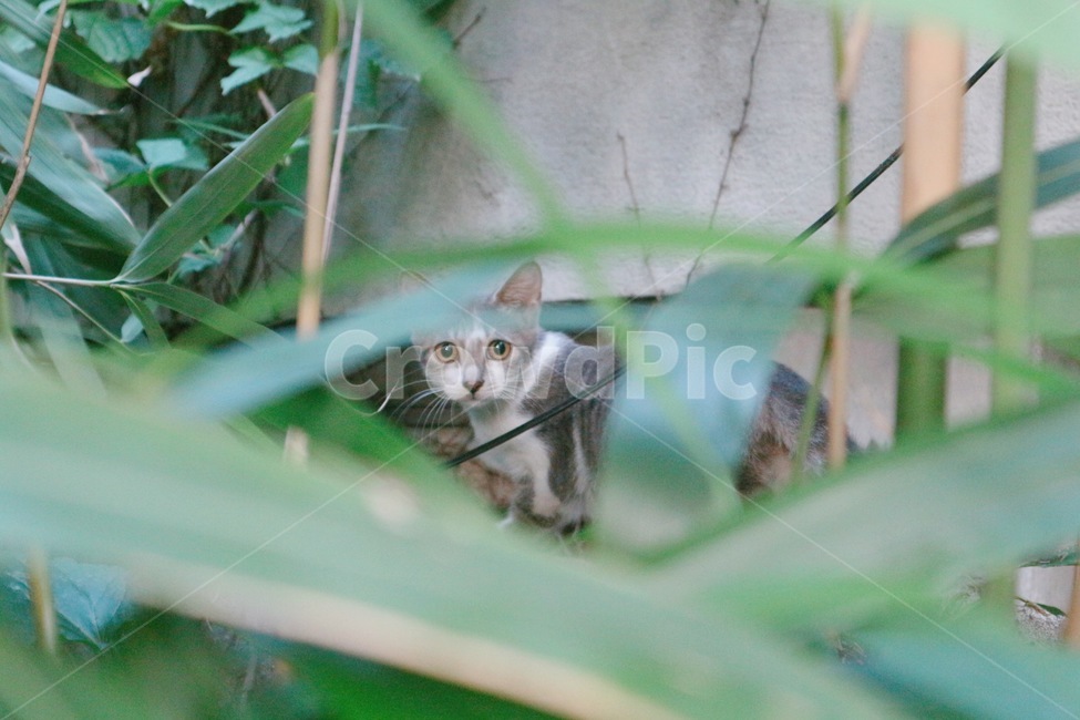고양이,길고양이,cat,kitten,풀밭,풀,동물,animal,포유류,mammal,고양이,cat,kitten,kitty