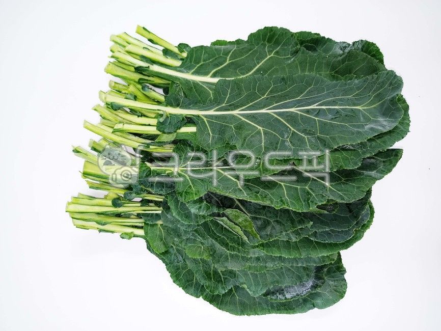케일,야채,식물,유기농케일,녹색채소,잎맥,그린,건강한,농작물,농산물,신선한,식재료,비건,kail,cabbage,vegetable,plant,food,healthy,agriculturalproduce,누끼