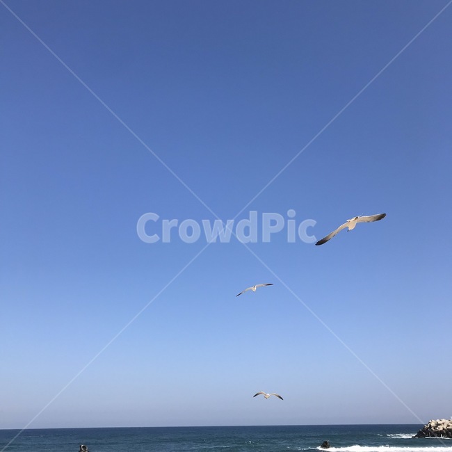 bird,새,animal,동물,바다,하늘,자연,기러기,갈매기,동물,animal,조류,새,birds