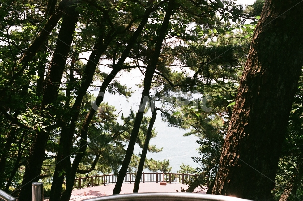 정원,공원,나무,숲,산책,tree,plant,식물,자연,풍경,nature,landscape