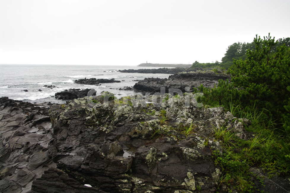 제주,바위,현무암,식물,바다,나무,자연,풍경,nature,landscape,제주도,jeju,jeju island,plant