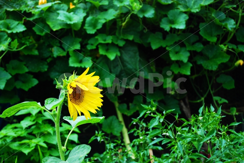 해바라기,노랑색,초록색,꽃,만개,식물,자연,plants,nature,꽃,flower