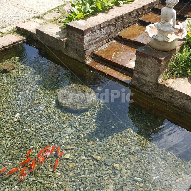 연못,잉어,작은연못,자연,물,동물,animal,어류,물고기,fish
