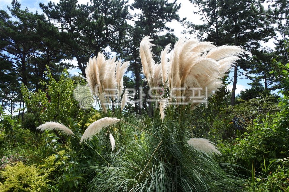 팜파스그래스,pampasgrass,plant,식물,가을