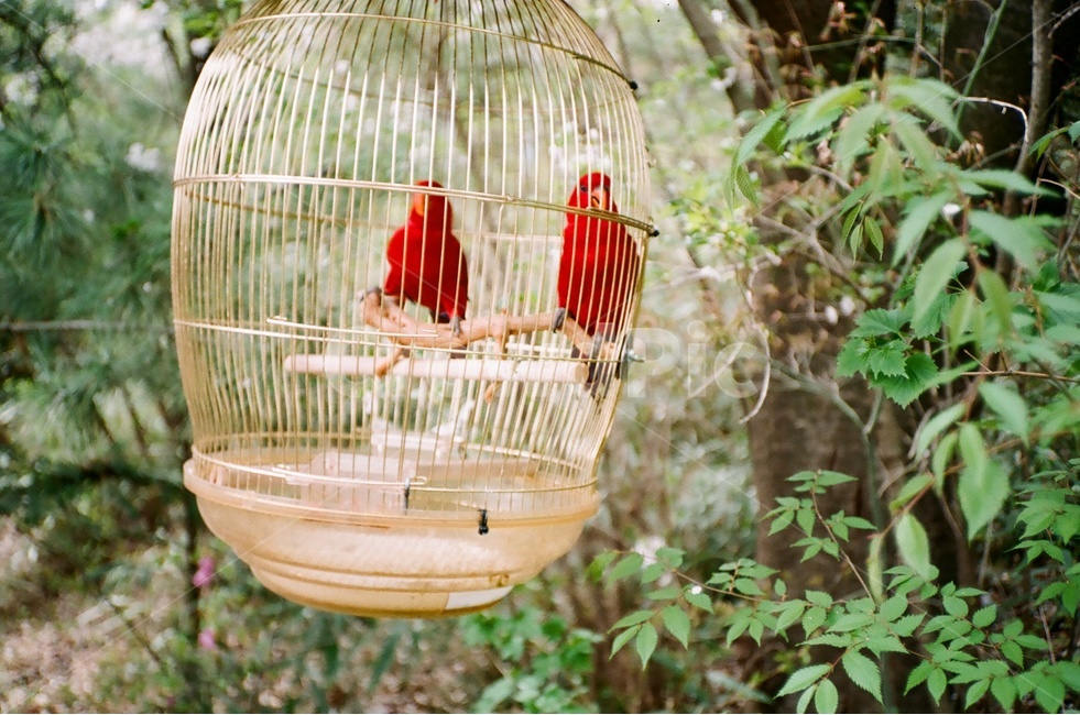 새,앵무새,동물원,조류,bird,animal,새장,동물,animal,조류,새,birds,감성,sensible,feeling,색깔,색상,색채,색감,color sense,color sensitivity,feeling of color