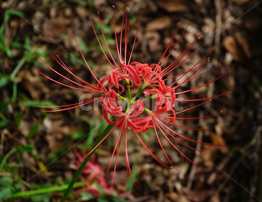 꽃무릇,붉은상사화,슬픈추억,garden,september,수선화과,여러해살이풀,석산,꽃,flower,redspiderlily,red,august,bloom,fullbloom,Lycorisradiata,붉은꽃,식물,자연,plants,nature,꽃,flower