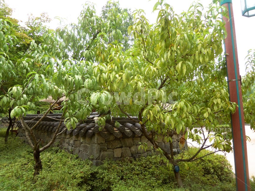 여름공원,공원풍경,공원,나무,숲,자연,풍경,nature,landscape,plant,식물