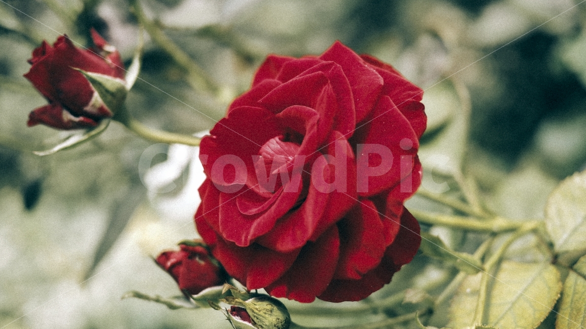 여름,장미,red,꽃,green,식물,자연,plants,nature,꽃,flower,감성,sensible,feeling