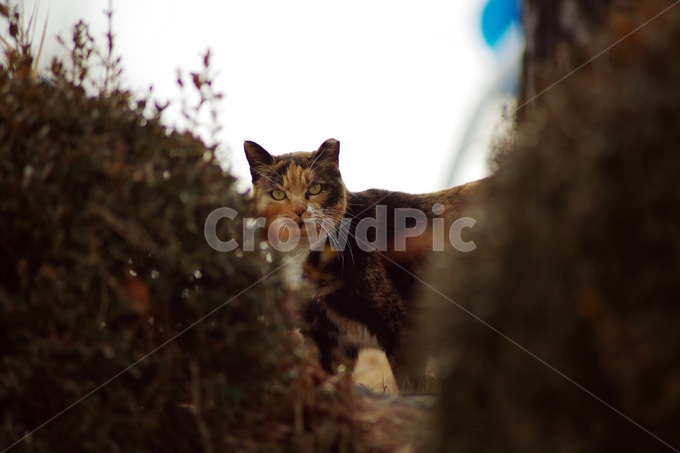 고양이,야옹이,길냥이,cat,cats,냥이,냥,고냥이,나비,겨울,거리,동물,animal,포유류,mammal,고양이,cat,kitten,kitty
