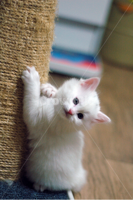 고양이,아기고양이,스크래쳐,반려동물,애완동물,스크래치,고양이들,귀여운,야옹이,동물,animal,포유류,mammal,고양이,cat,kitten,kitty