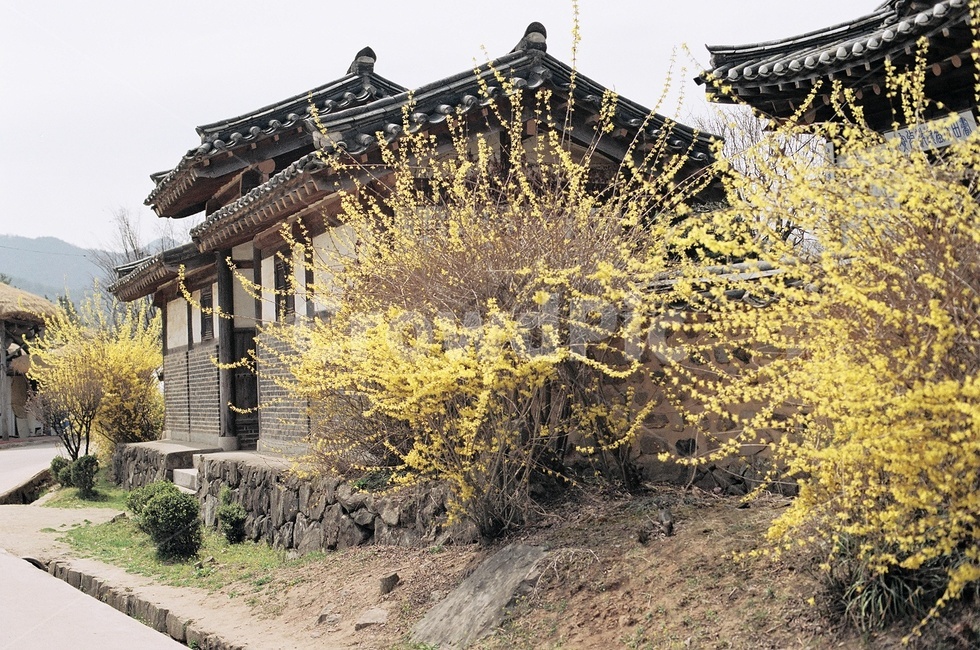 한옥,한옥마을,안동,개나리,전통가옥,봄,계절,spring,season,한국전통,한국문화,korean traditional,korean culture,건축물,건물외관,exterior,building,structure,architecture,construction,건물