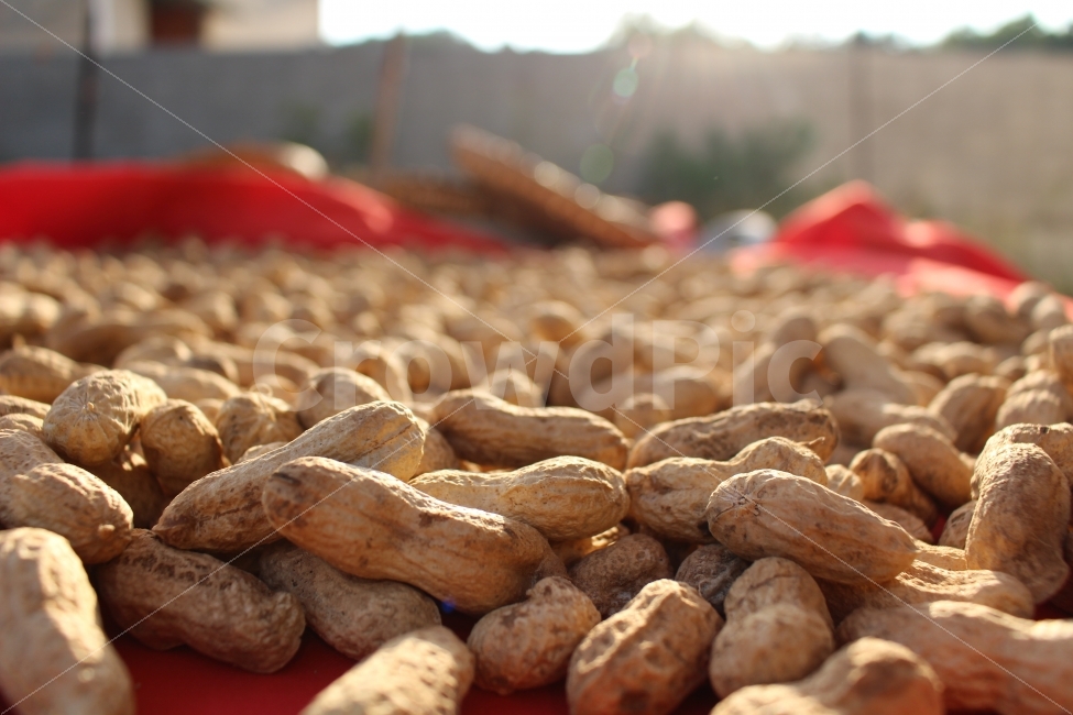 땅콩, 농사, 가을, 수확, 시골, 사진,이미지,일러스트,캘리그라피 - Harry작가