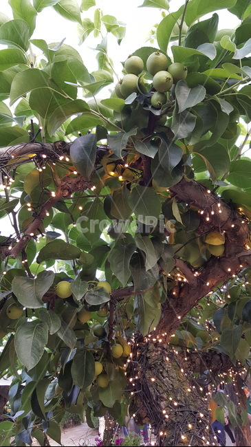 배,열매,나무,배나무,과수원,초록,자연,식물,식물,자연,plants,nature,과일,열매,fruit