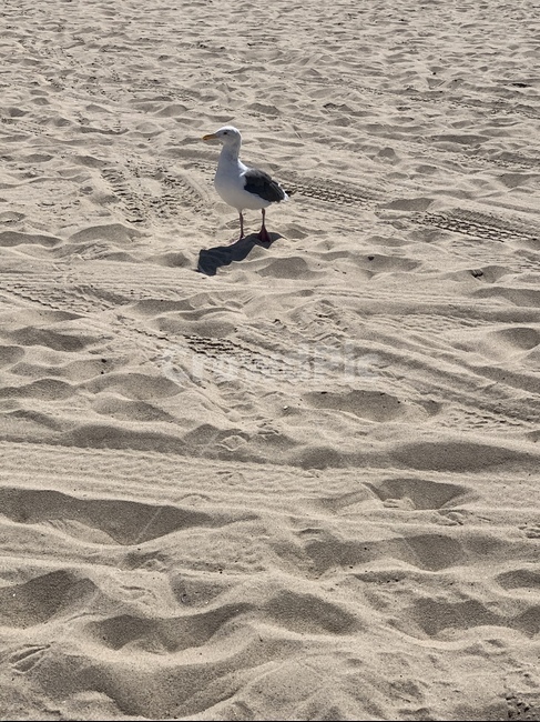 갈매기,새,seagull,bird,동물,animal,모래사장,바다,sea,beach,sand