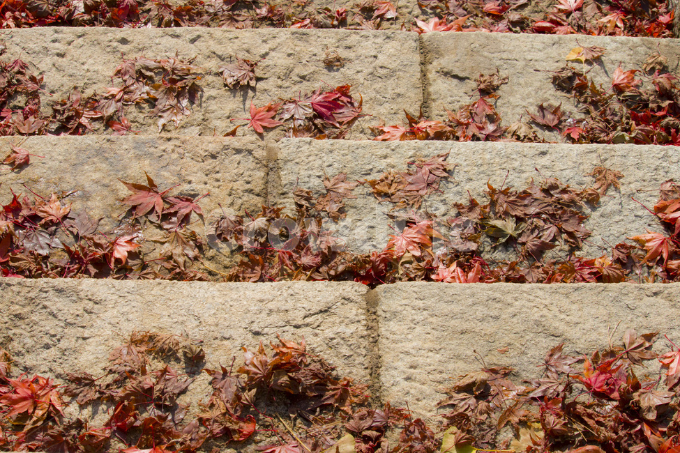 가을,단풍,낙엽,갈색,계절,가을,계절,fall,autumn,season