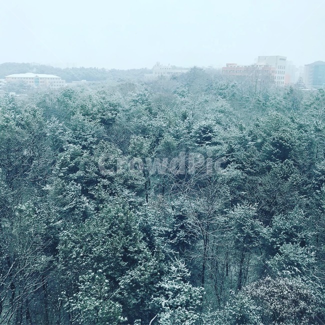 겨울,겨울산,눈,쌓인눈,눈꽃