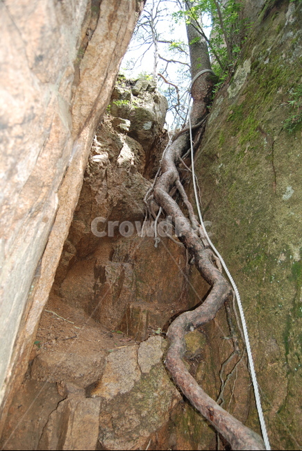 바위,돌,자연,나무,등산로,자연,풍경,nature,landscape,plant,식물,root,뿌리