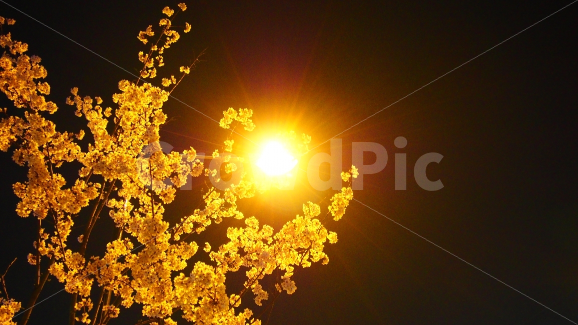 벚꽃,가로등,가로등과벚꽃,밤에핀,주광색,털보정,봄,계절,spring,season,야경,밤,풍경,nightscape,night,landscape,식물,자연,plants,nature,나무,trees,wood,light,빛,flare,플레어,sunlight,햇빛
