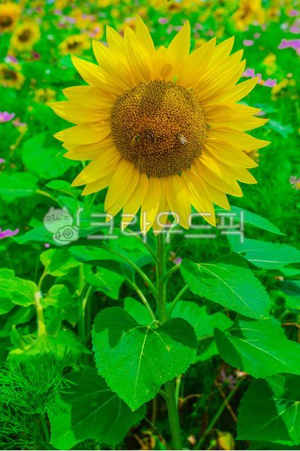해바라기,식물,꽃,여름식물,잎,여름꽃,실외,자연,여름,summer,season,plants,nature,flower,plant