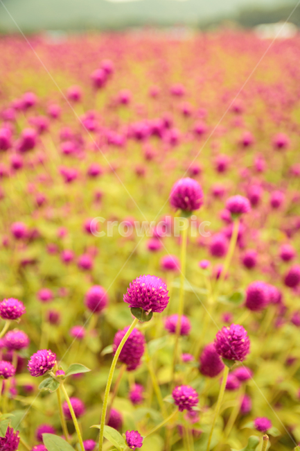 꽃,천일홍,나리공원,양주,꽃밭,들판,벌판,아름다운,자주색,붉은,녹색,만개,풀,식물,공원,야외,아웃도어,풍경,경치,자연,배경,백그라운드,가을,식물,자연,plants,nature,꽃,flower