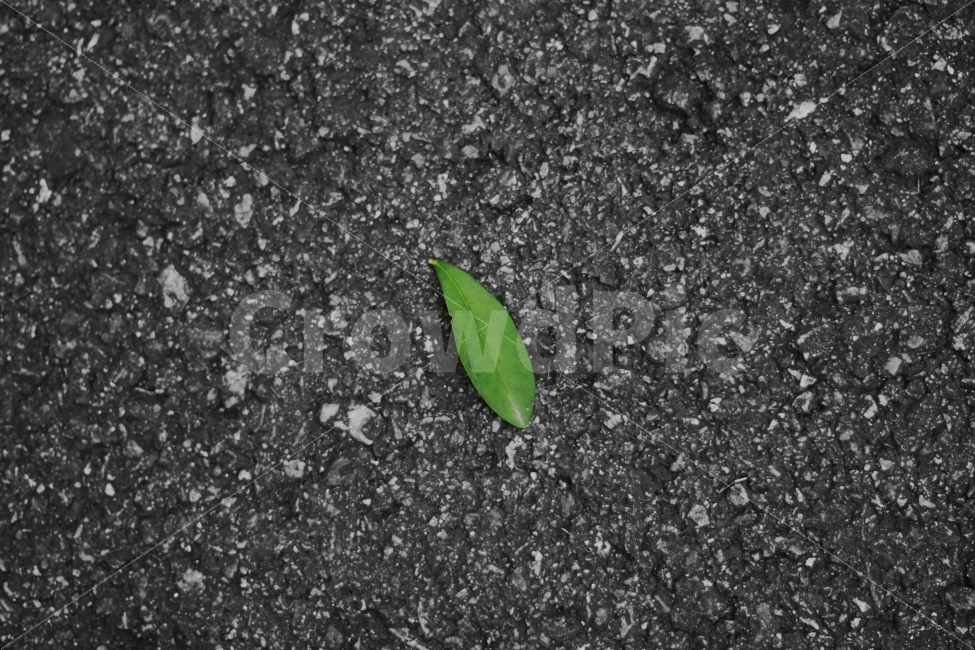 나뭇잎,아스팔트,초록,감성,녹색,식물,자연,plants,nature