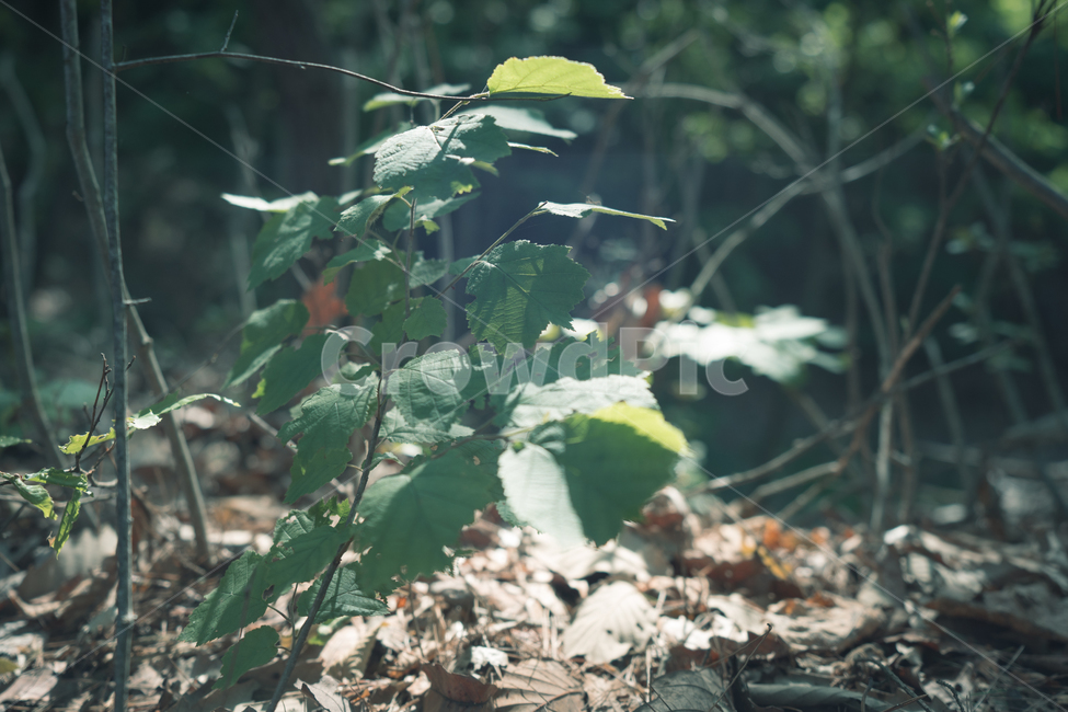 plant,식물,leaf,잎,자연