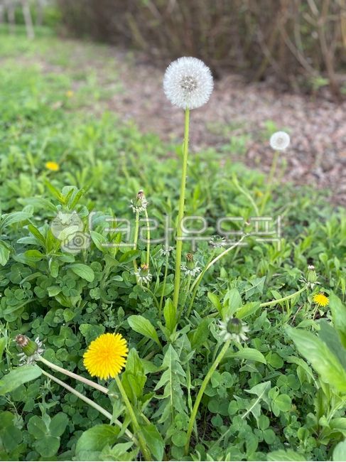 민들레,꽃,flower,dandelion,식물,plant,blossom,민들레홀씨,봄,초목,vegetation