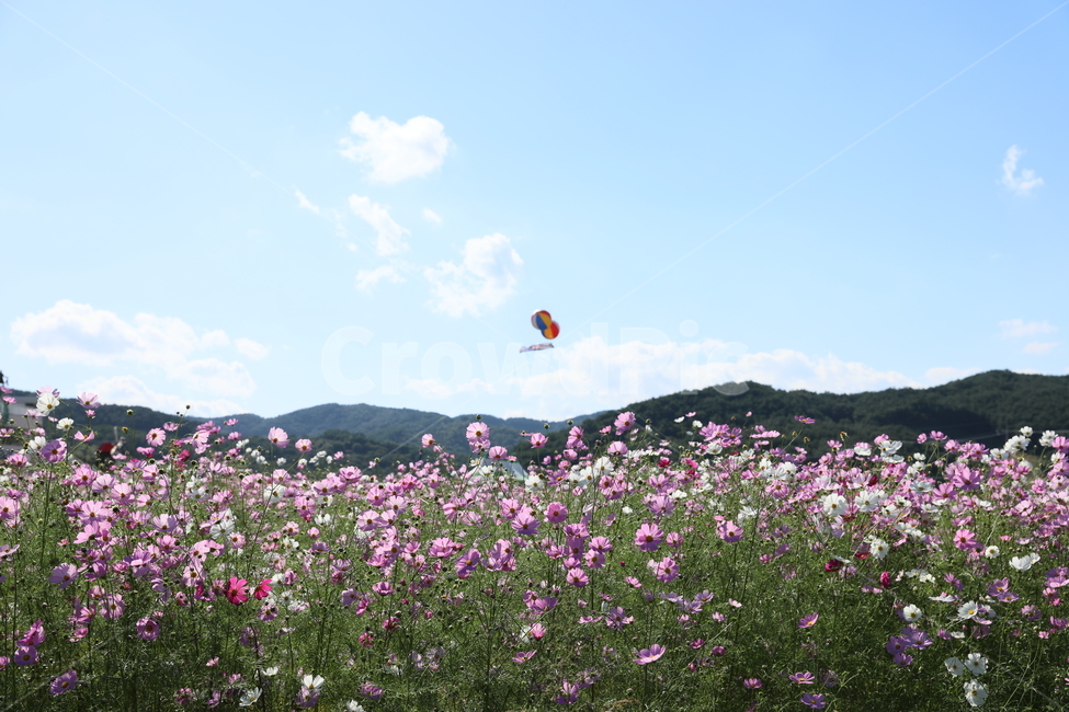 코스모스,가을풍경,에드벌룬,풍경사진,창공,가을,계절,fall,autumn,season,자연,풍경,nature,landscape