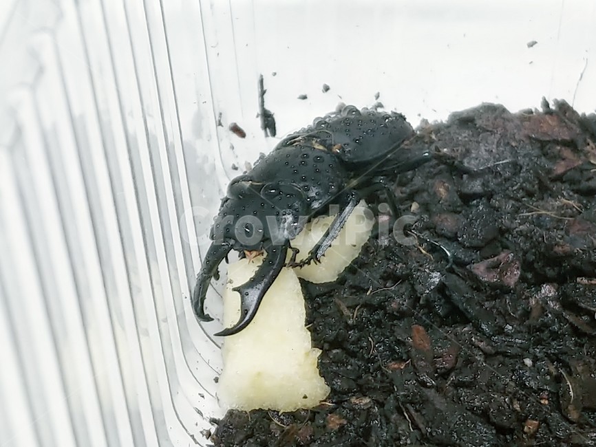 worm,nature,pet insect,tongs,moisture,insectlife,collecting,Stag beetle,apple,feed,water drop,beetle,horn,bug,pet bug,livestock,insect