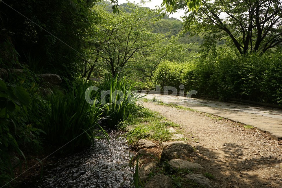 숲,나무,초록,신록,숲길,자연,nature,woods,green,forest,forestbathing,freshness,자연,풍경,nature,landscape,gravel,자갈,dirt road,흙길,road,도로,ground,바닥,land,땅,outdoors,옥외,water,물
