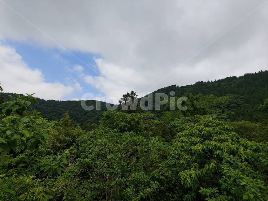 술,하늘,구름,산,나무,green,woods,plant,식물,자연,nature,환경,environment,신선한,fresh,trees,leaf,leaves