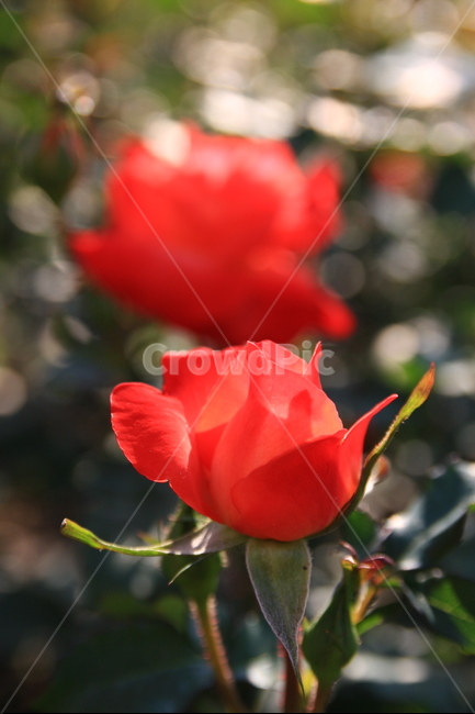 장미축제,장미,꽃,오월,rose,장미향기,공원에핀장미,봄의꽃,봄꽃,장미꽃,봄,계절,spring,season,식물,자연,plants,nature,꽃,flower,blossom,plant