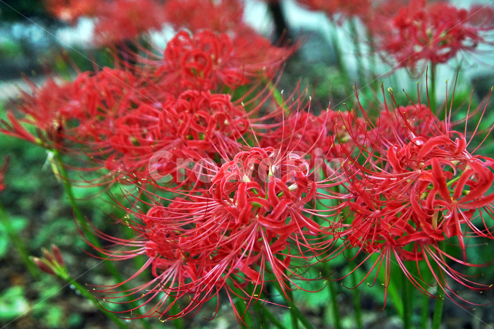 꽃무릇,상사화류,석산,독무릇,산오독,산두초,redspiderlily,가을,빨간꽃,수선화과,식물,꽃꽂이용,화단용,식물,자연,plants,nature,꽃,flower