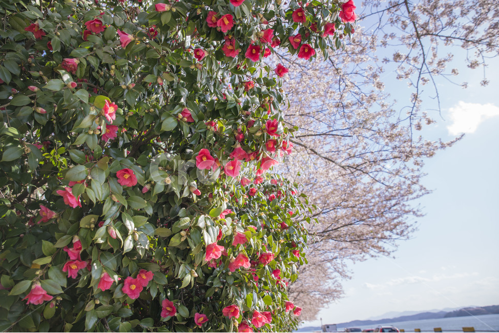 봄,봄꽃,꽃,벚꽃,동백,동백꽃,꽃사진,봄,계절,spring,season,식물,자연,plants,nature,꽃,flower,plant