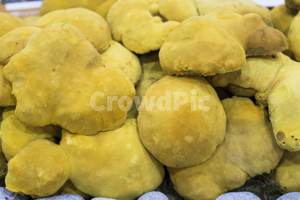 버섯,상황버섯,식용,약재,한약,한약재,한방,약초,노란색,버섯,mushroom