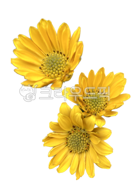 Gazania,language of flowers,petal,Nukki,anther,empire,yellow chrysanthemum,foliage plant,flower