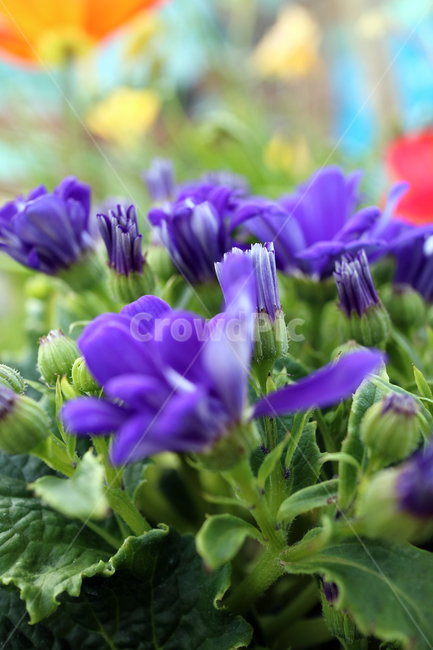 꽃,flowers,봄,식물,계절,정원,꽃밭,컬러풀,클로즈업,자연,꽃잎,가드닝,텃밭,아름다움,뷰티,백그라운드,배경,배경이미지,보라,보라색꽃,꽃봉오리,식물,자연,plants,nature,꽃,flower