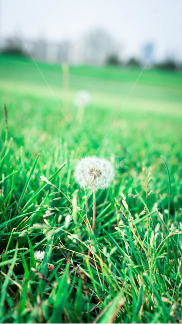 민들레,잔디,공원,꽃,감성사진,식물,자연,plants,nature,꽃,flower,감성,sensible,feeling