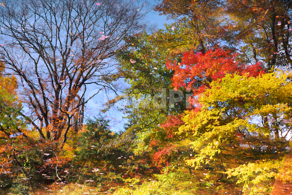 단풍,낙엽,반영,빨강,노랑,수면,연못,나무,잎,식물,가을,가을,계절,fall,autumn,season,tree,plant,leaf,maple
